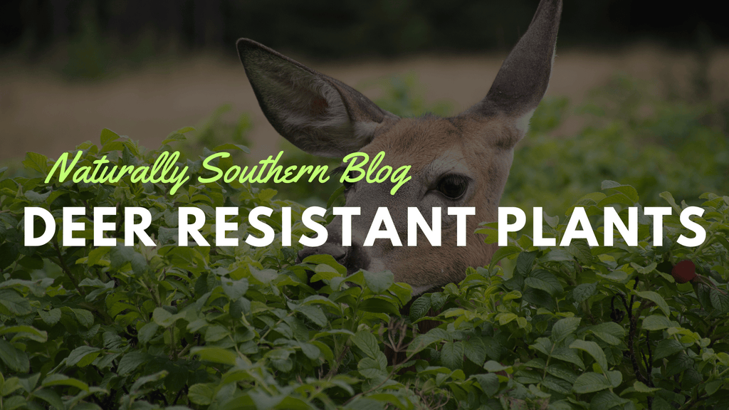 Deer vs. Garden: 30 Plants That Will Win the Battle