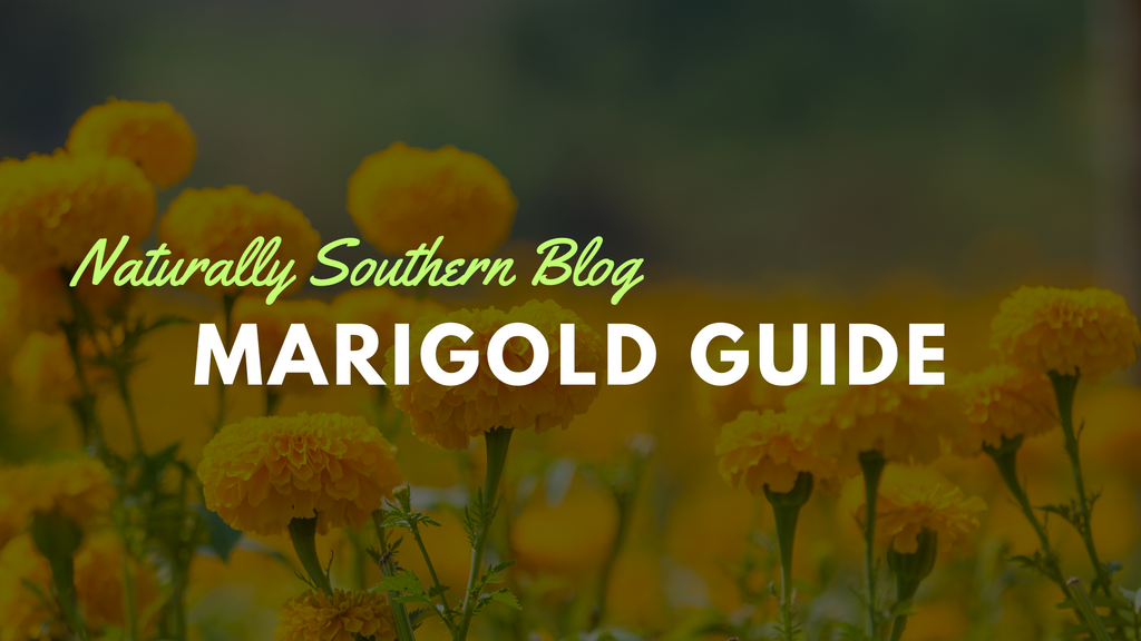 The Radiance of Marigolds: A Gardener’s Delight