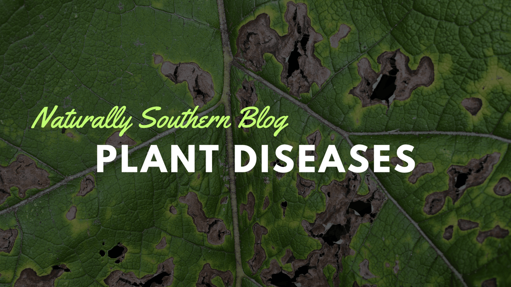 Battling Botanical Adversaries: A Guide to Common Plant Diseases