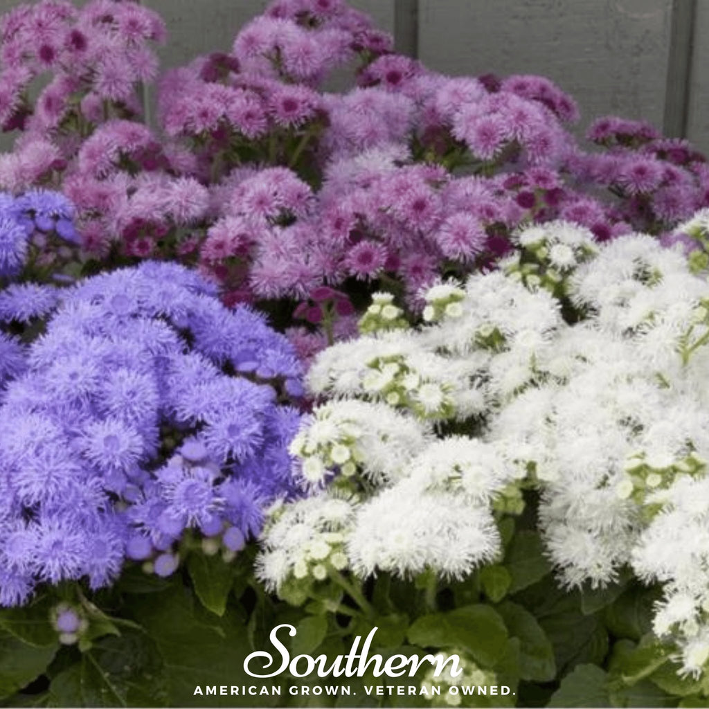 Ageratum, Mix (Ageratum mexicanum) - 100 Seeds - Southern Seed Exchange