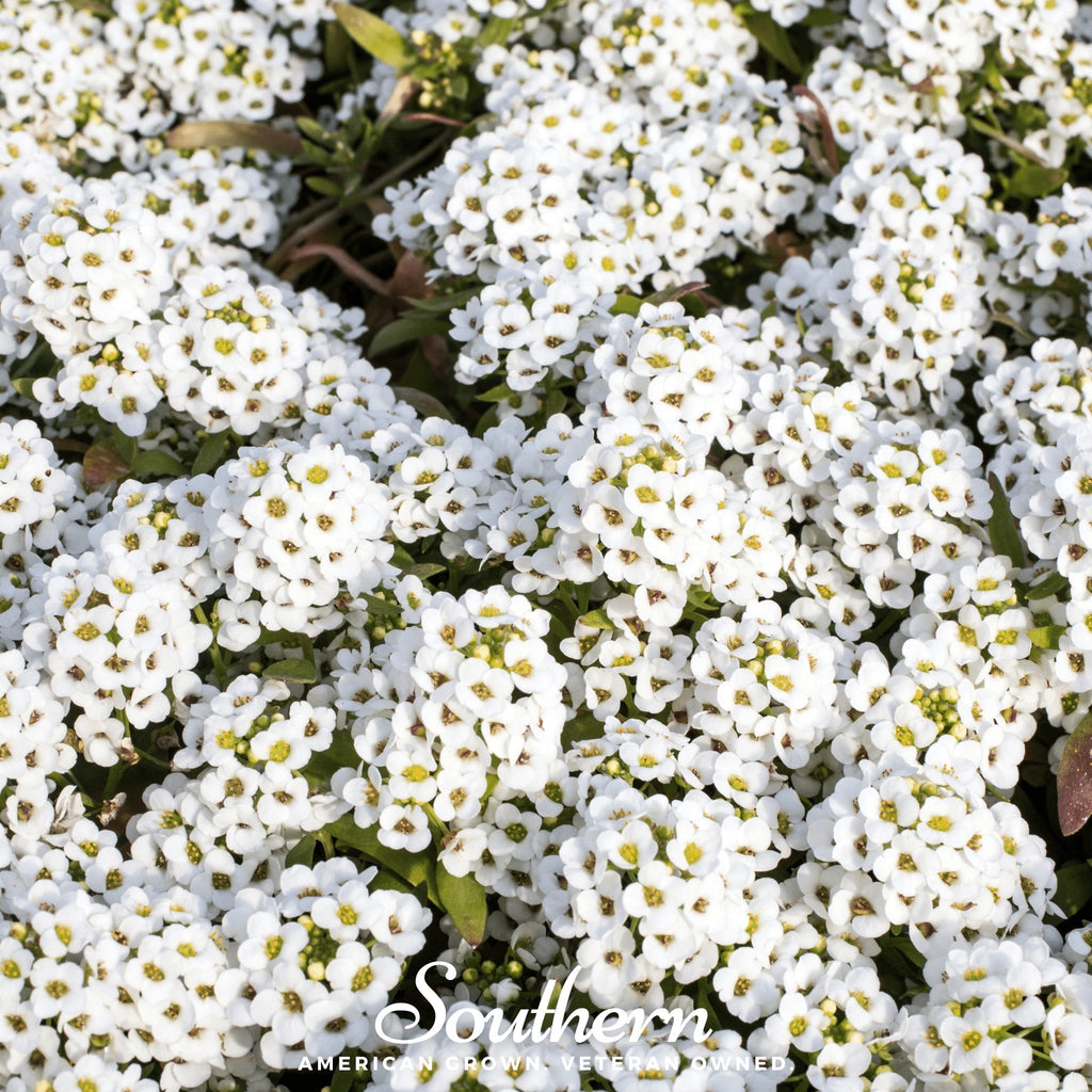 Alyssum, Carpet of Snow Sweet (Lobularia maritima) - 250 Seeds - Southern Seed Exchange