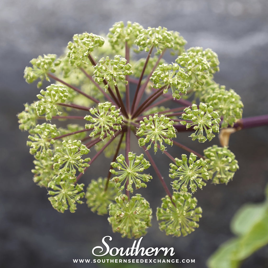 Southern Seed Exchange Angelica, Holy Ghost (Angelica Archangelica) - 30 Seeds