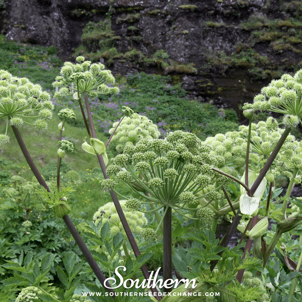 Southern Seed Exchange Angelica, Holy Ghost (Angelica Archangelica) - 30 Seeds