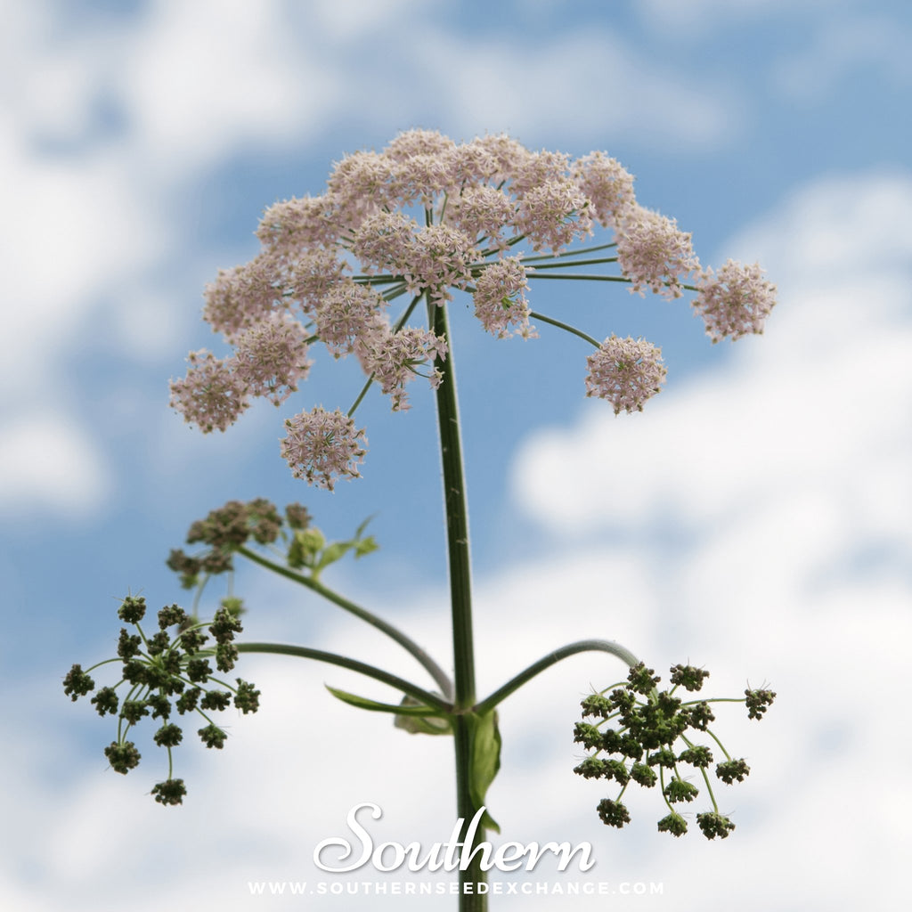 Southern Seed Exchange Anise (Pimpinella Anisum) - 100 Seeds