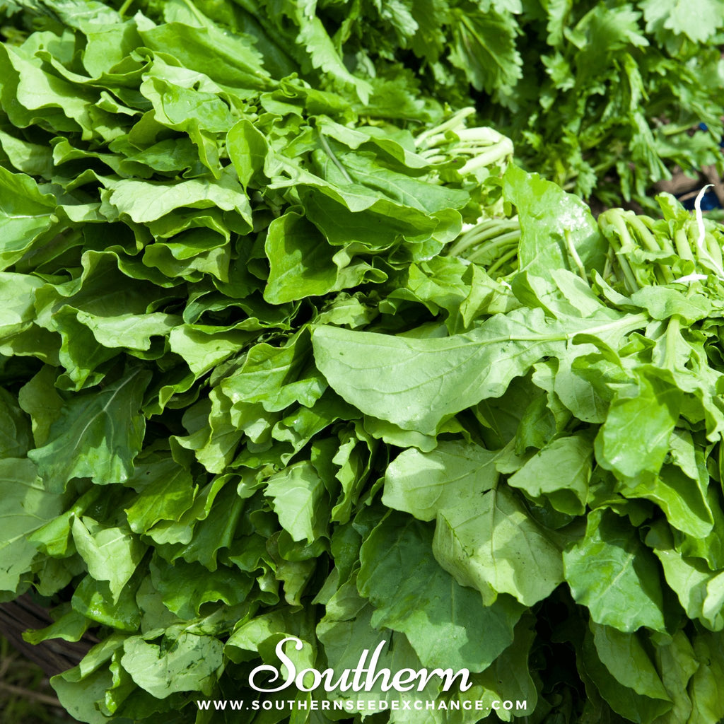 Southern Seed Exchange Arugula, Roquette (Diplotaxis tenuifolia) - 200 Seeds