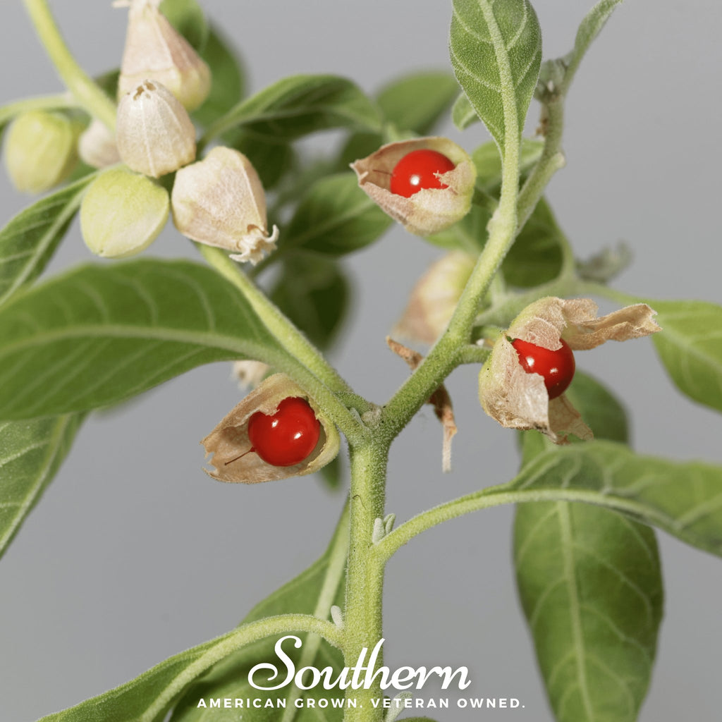 Ashwagandha - Indian Ginseng (Withania somnifera) - 30 Seeds - Southern Seed Exchange