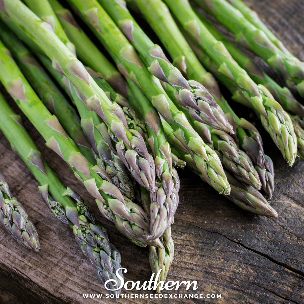 Southern Seed Exchange Asparagus, Mary Washington (Asparagus officinalis) - 50 Seeds