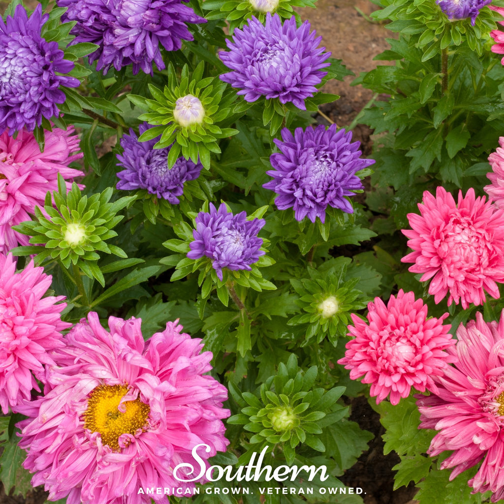 Aster, Powder Puff (Callistephus chinensis) - 50 Seeds - Southern Seed Exchange