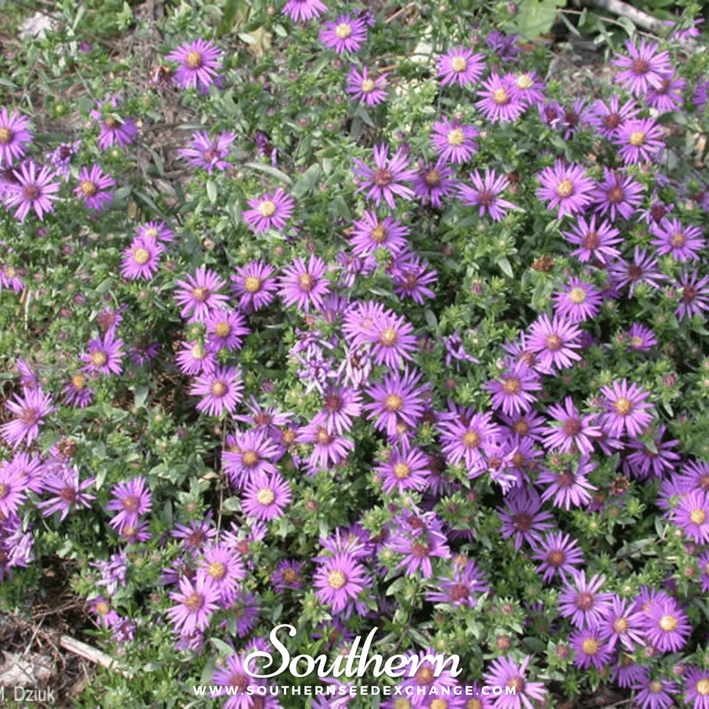 Southern Seed Exchange Aster, Silky (Aster sericeus) - 25 Seeds