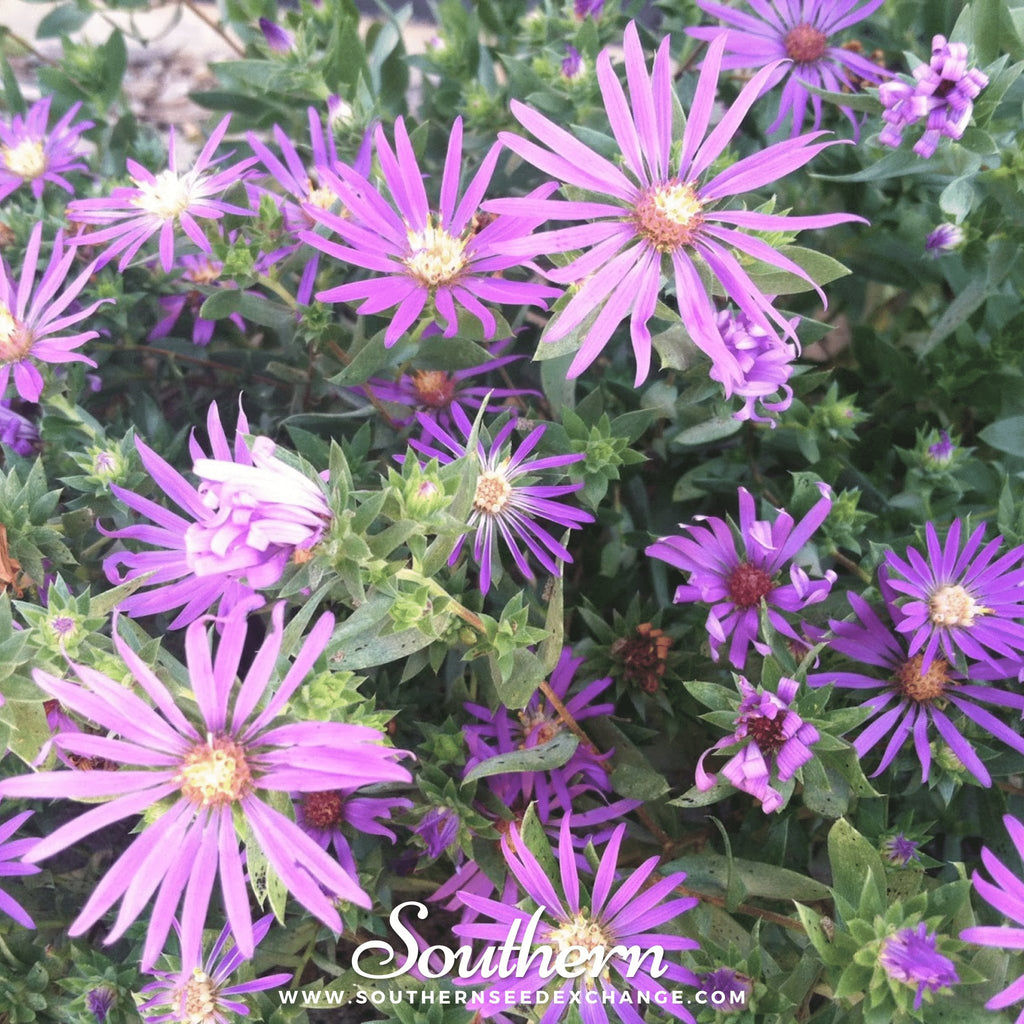 Southern Seed Exchange Aster, Silky (Aster sericeus) - 25 Seeds