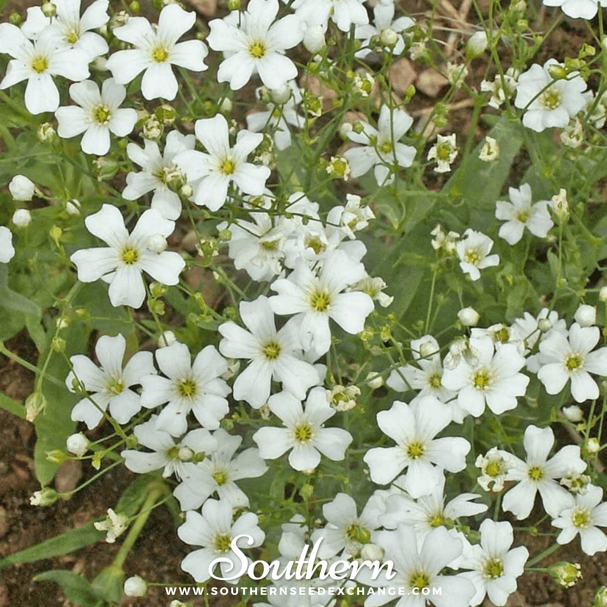 Baby's Breath, Annual, Covenant Garden (Gypsophila elegans) - 500 Seeds -  Southern Seed Exchange
