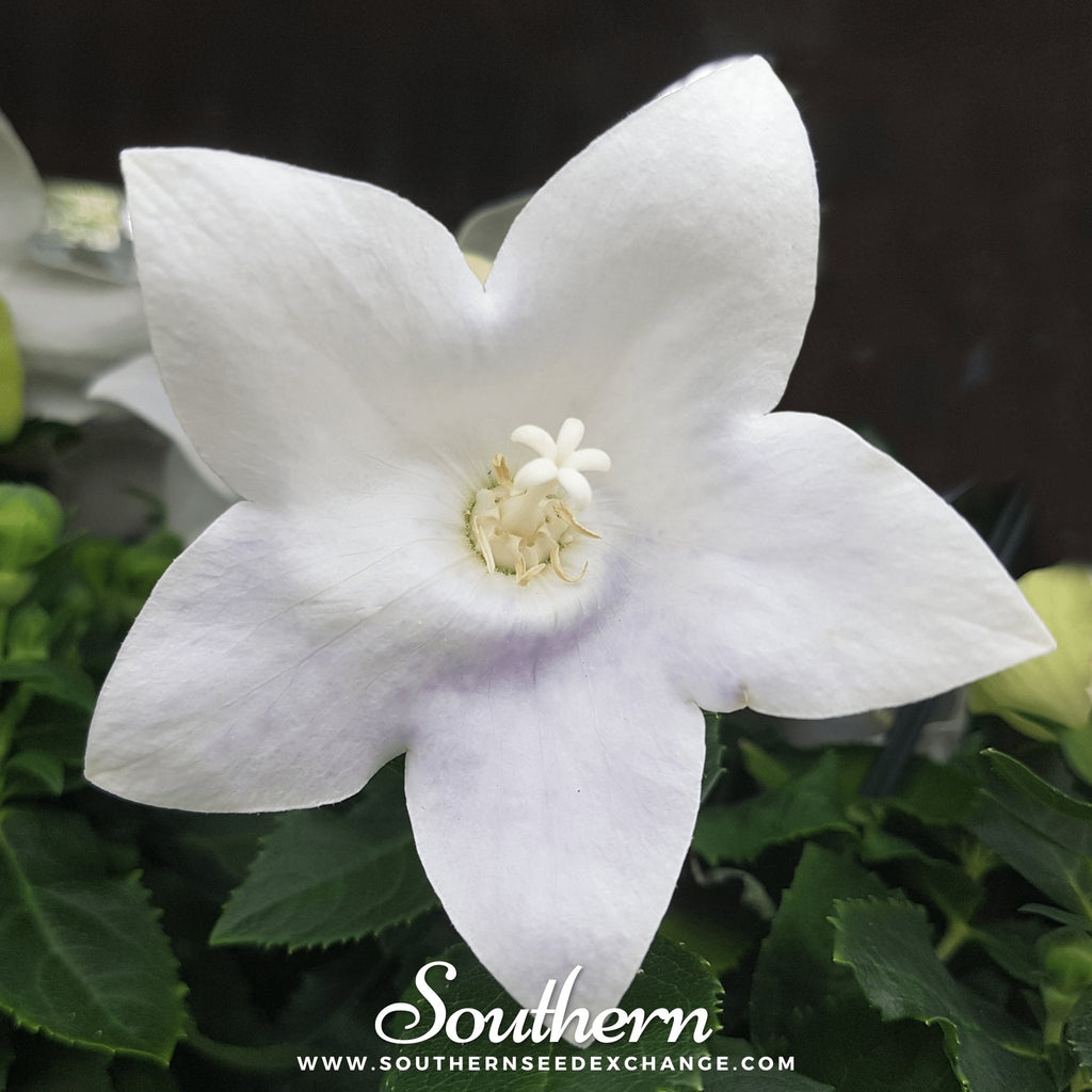 Southern Seed Exchange Balloon Flower, White (Platycodon Grandiflorus) - 50 Seeds