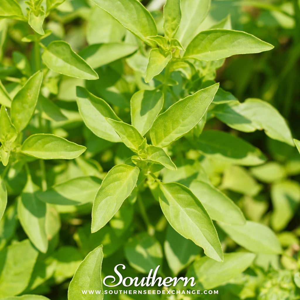 Southern Seed Exchange Basil, Lemon (Ocimum Basilicum Citriodorum) - 100 Seeds