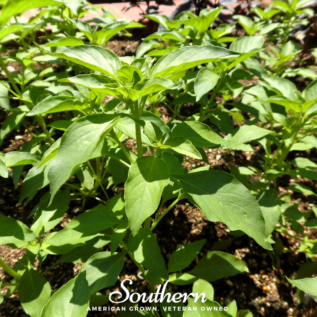 Basil, Lime (Ocimum basilicum) - 250 Seeds - Southern Seed Exchange