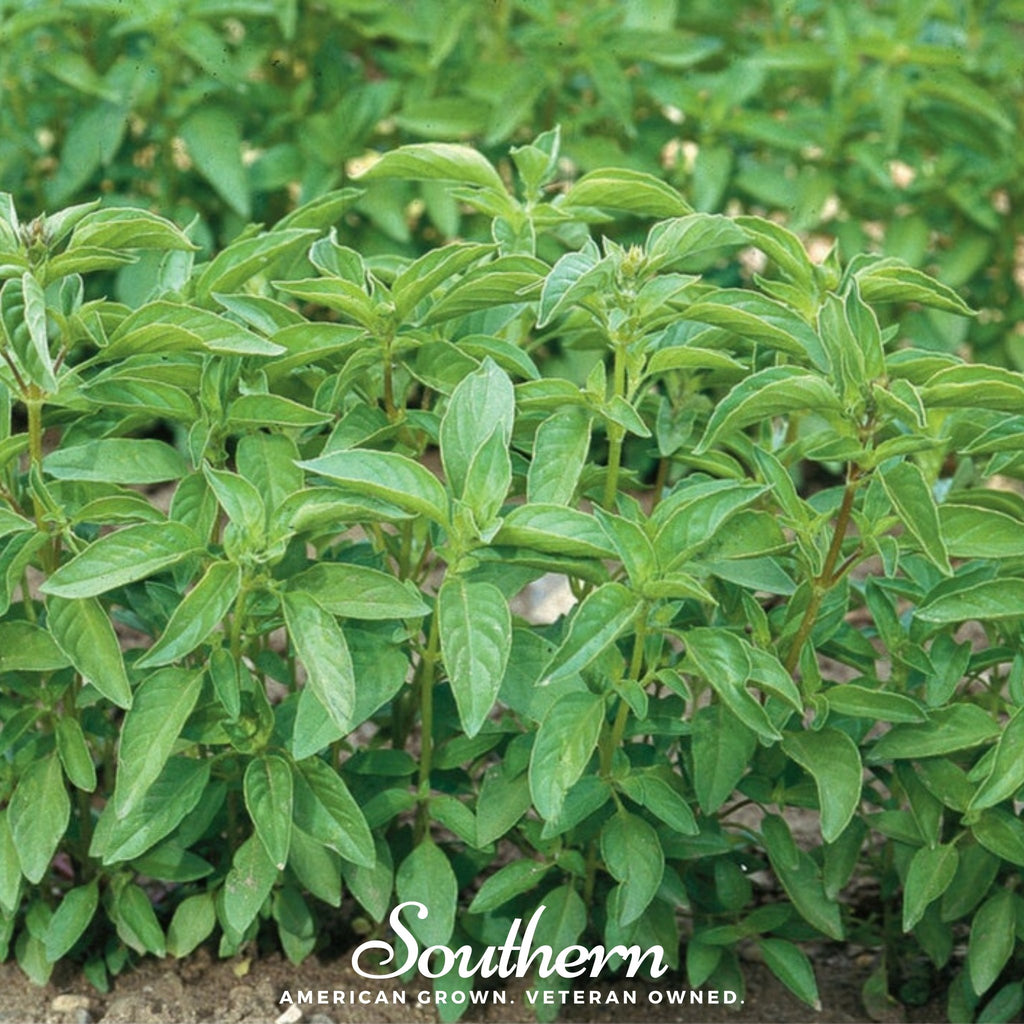 Basil, Lime (Ocimum basilicum) - 250 Seeds - Southern Seed Exchange