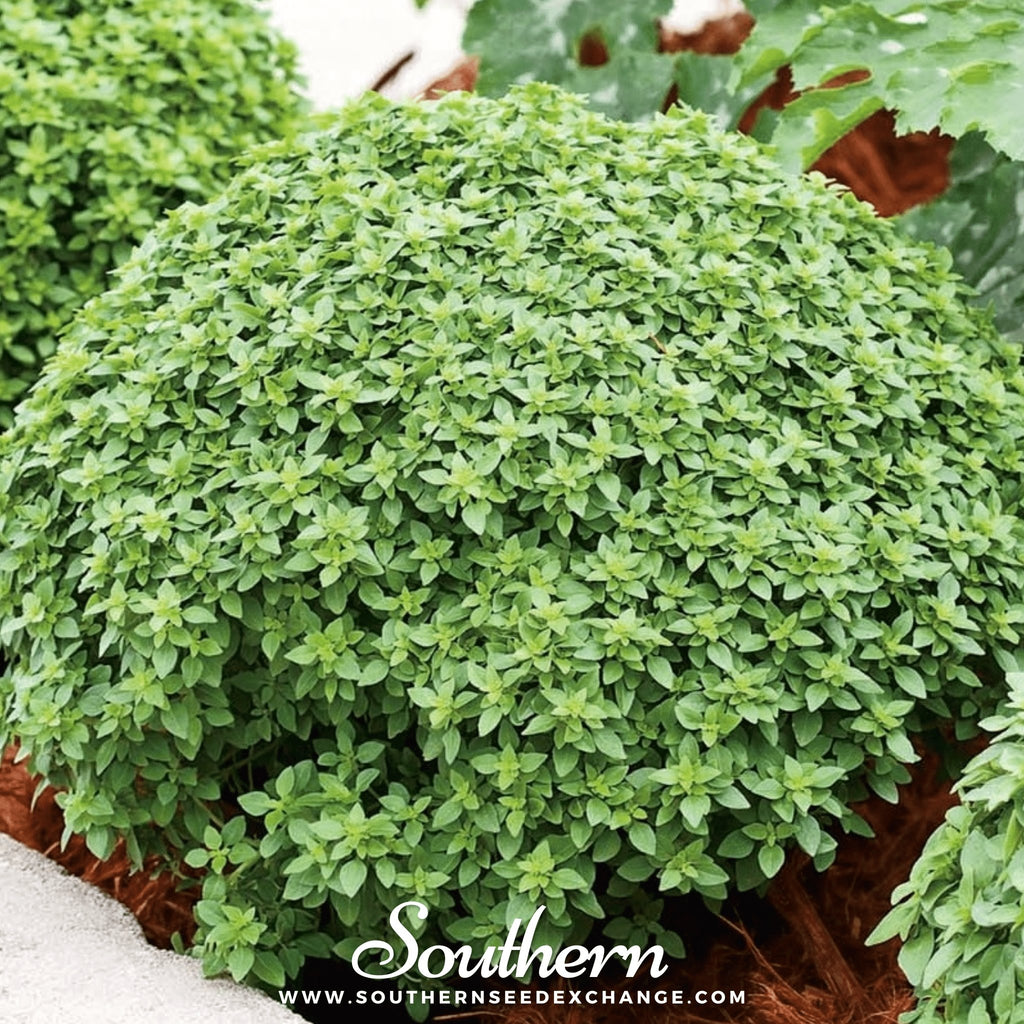 Southern Seed Exchange Basil, Piccolino (Ocimum spp.) - 20 Seeds