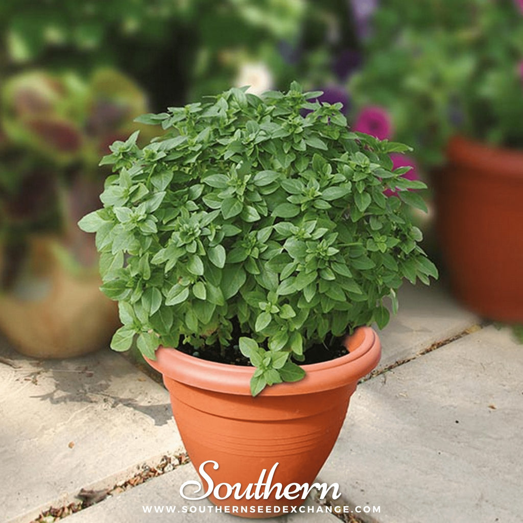 Southern Seed Exchange Basil, Piccolino (Ocimum spp.) - 20 Seeds