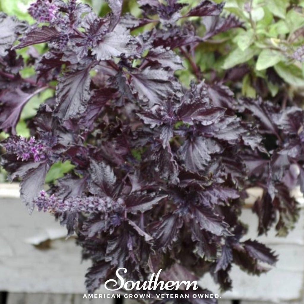 Basil, Purple Ruffles (Ocimum basilicum) - 250 Seeds - Southern Seed Exchange