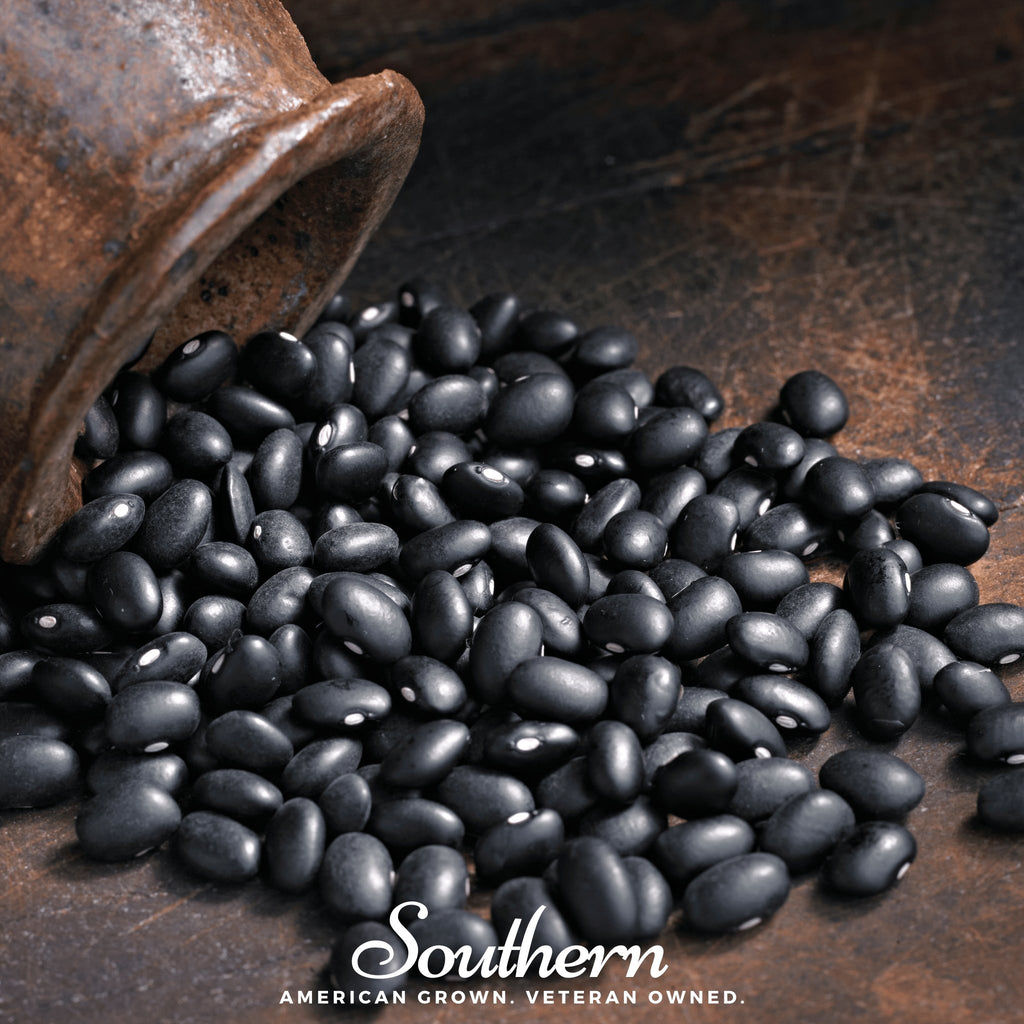 Bean, Black Coco (Phaseolus vulgaris) - 30 Seeds - Southern Seed Exchange
