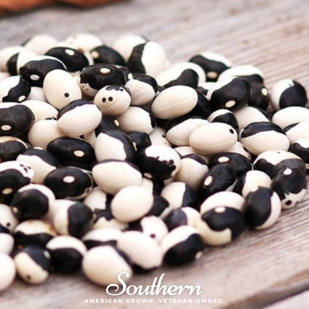 Bean, Calypso - Orca (Phaseolus vulgaris) - 25 Seeds - Southern Seed Exchange