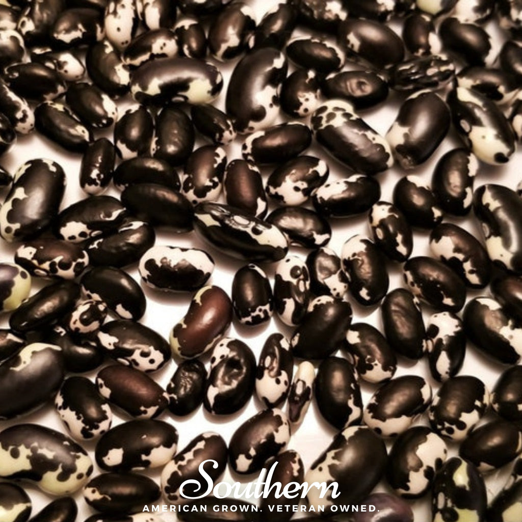 Bean, Calypso - Orca (Phaseolus vulgaris) - 25 Seeds - Southern Seed Exchange