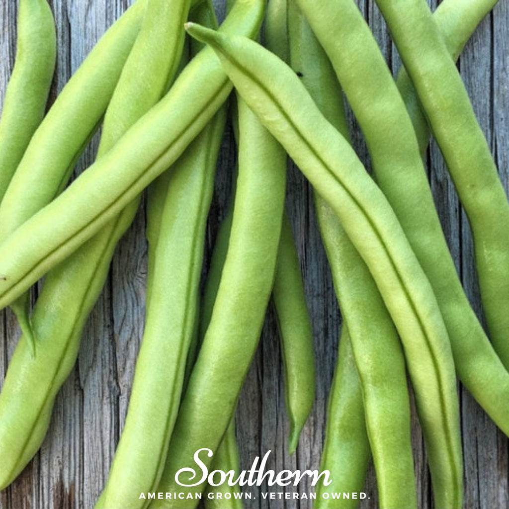 Bean, Contender (Phaseolus vulgaris) - 30 Seeds - Southern Seed Exchange