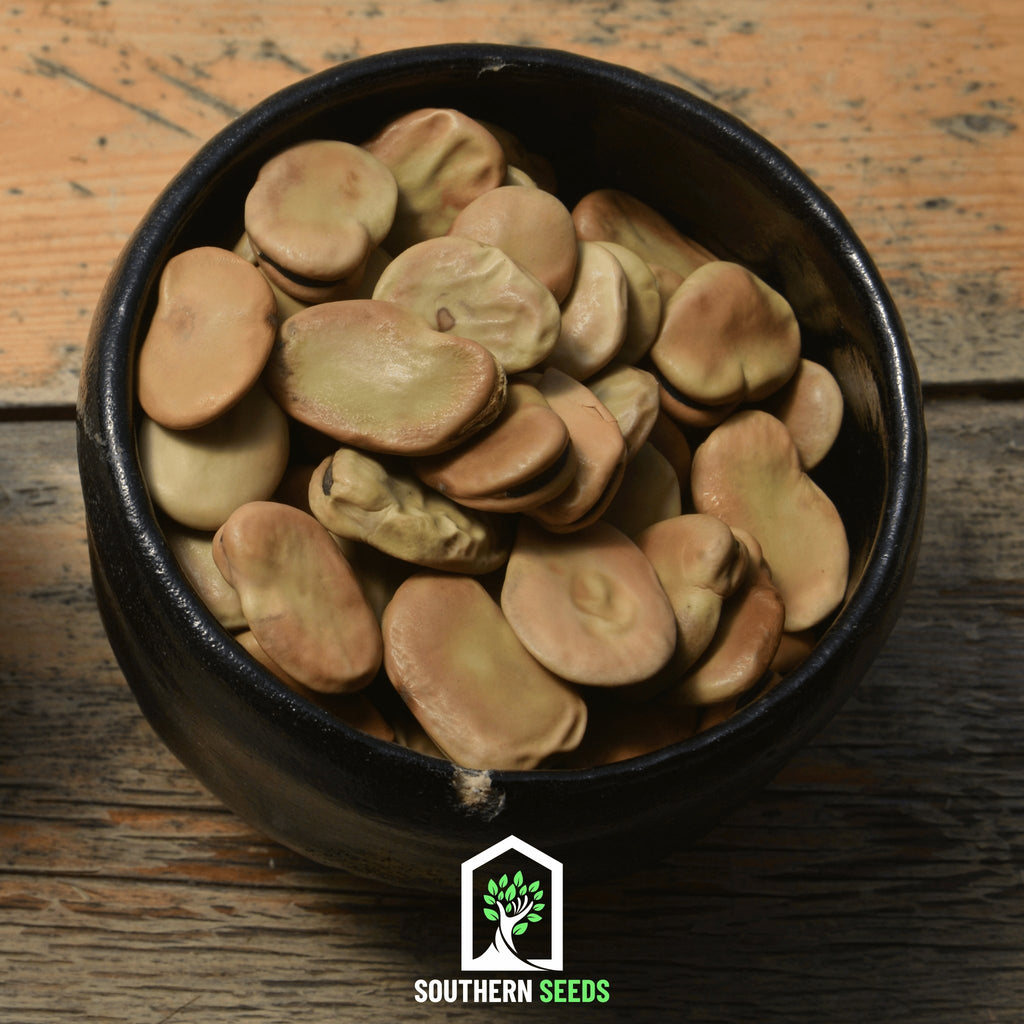 Bean, Fava Broad Windsor (Phaseolus vulgaris) - 10 Seeds - Southern Seed Exchange