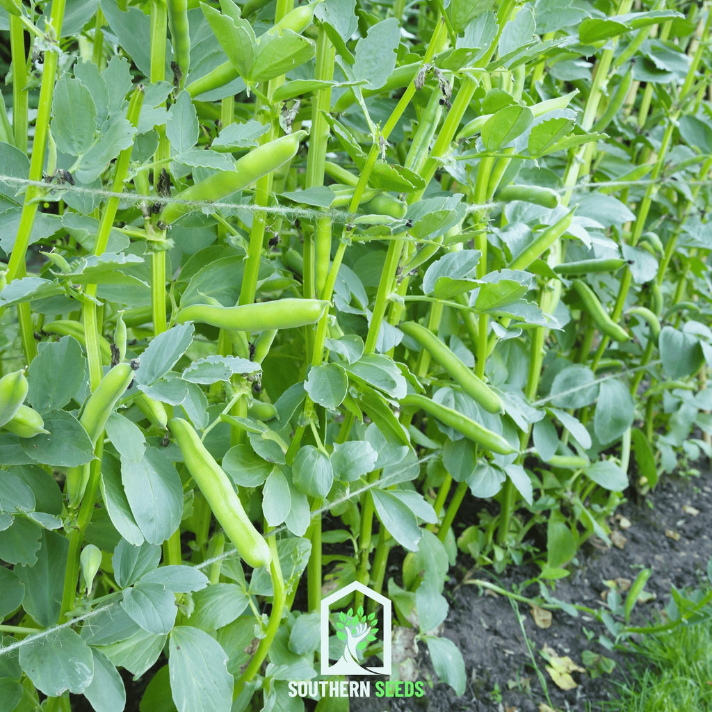 Bean, Fava Broad Windsor (Phaseolus vulgaris) - 10 Seeds - Southern Seed Exchange