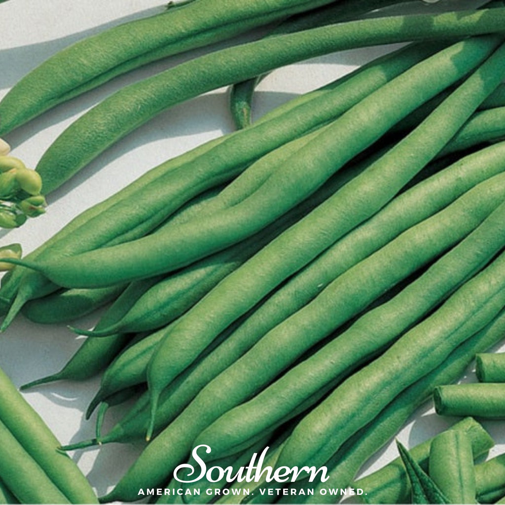 Bean, Kentucky Blue (Phaseolus vulgaris) - 50 Seeds - Southern Seed Exchange