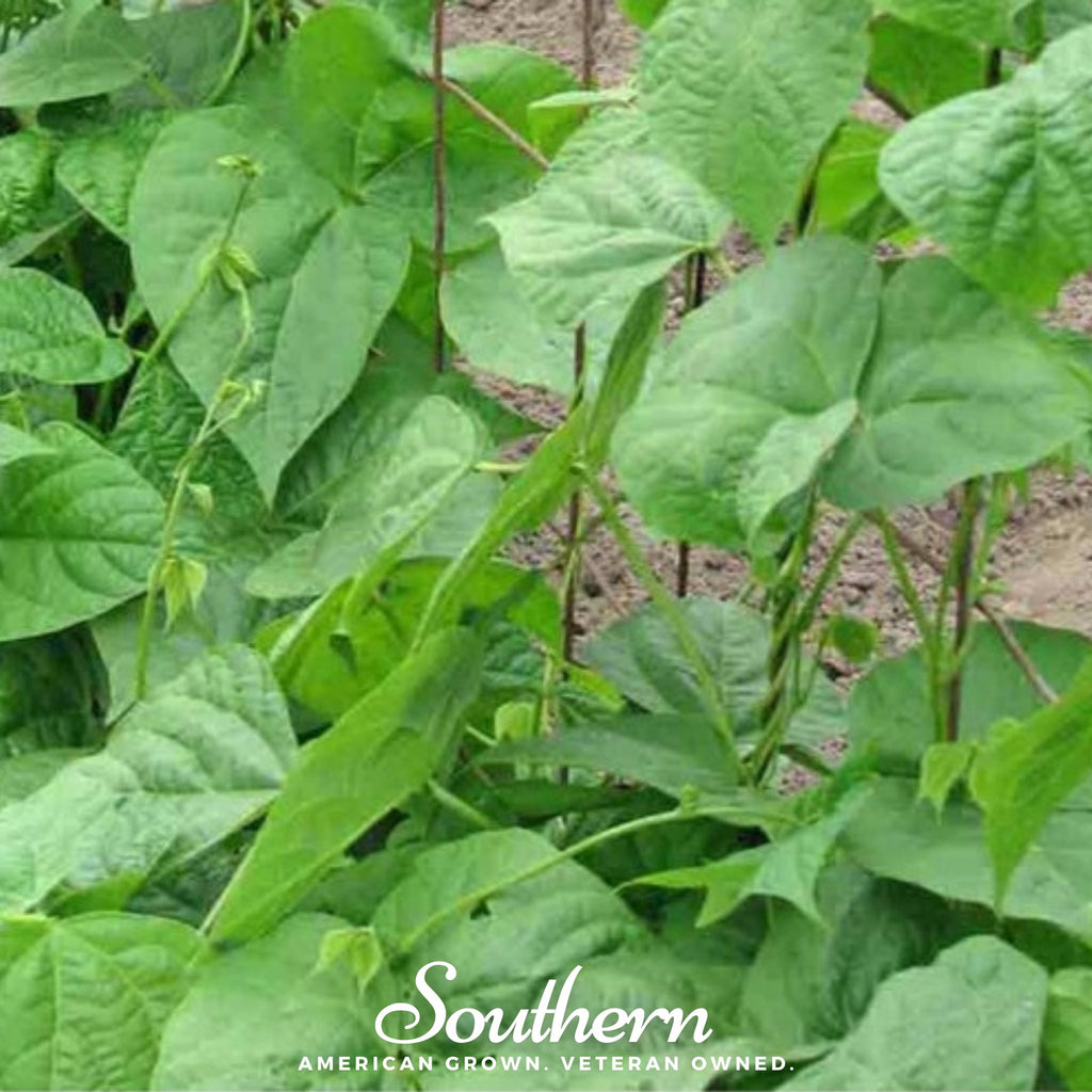 Bean, Kentucky Wonder (Phaseolus vulgaris) - 50 Seeds - Southern Seed Exchange