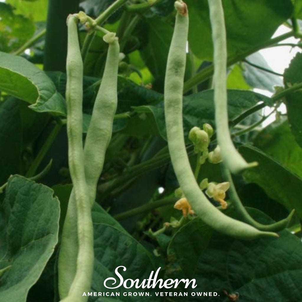 Bean, Kentucky Wonder (Phaseolus vulgaris) - 50 Seeds - Southern Seed Exchange