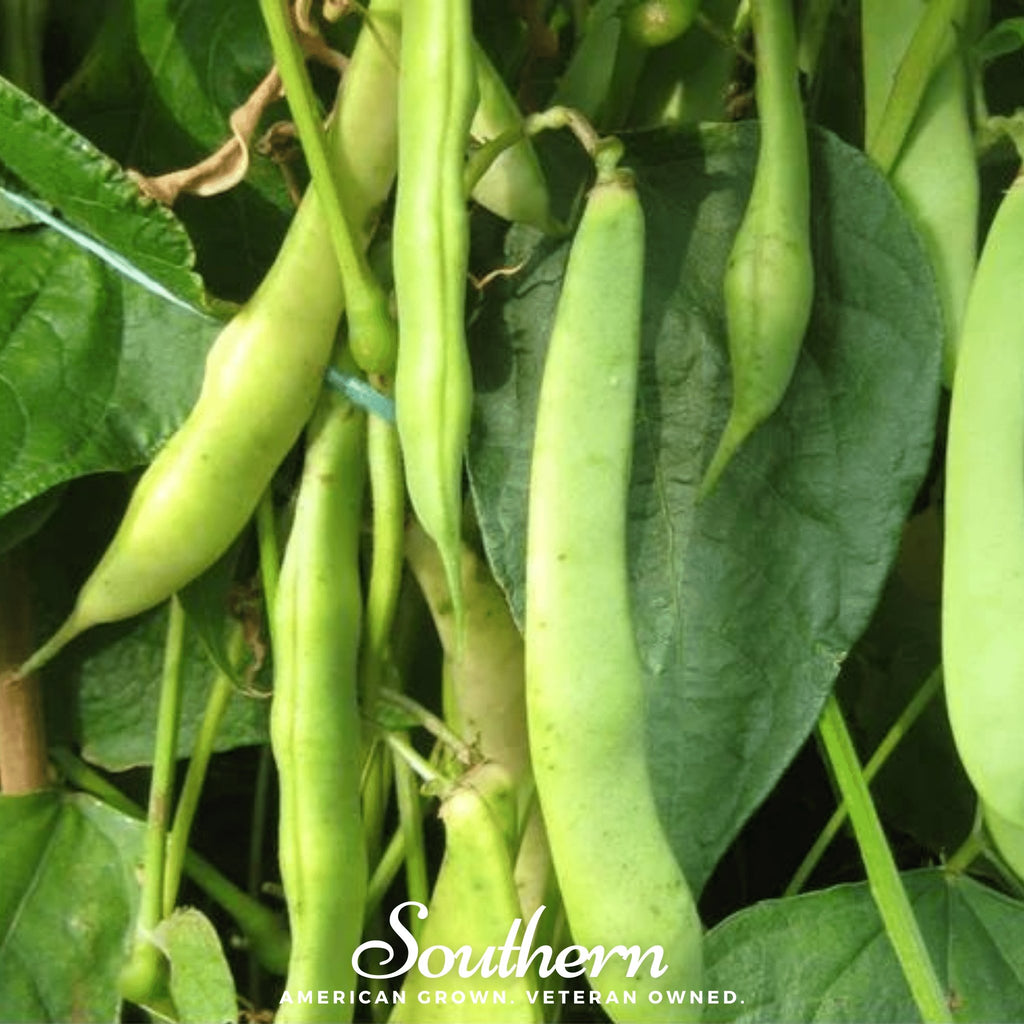 Bean, Kidney Dark Red (Phaseolus vulgaris) - 20 seeds - Southern Seed Exchange