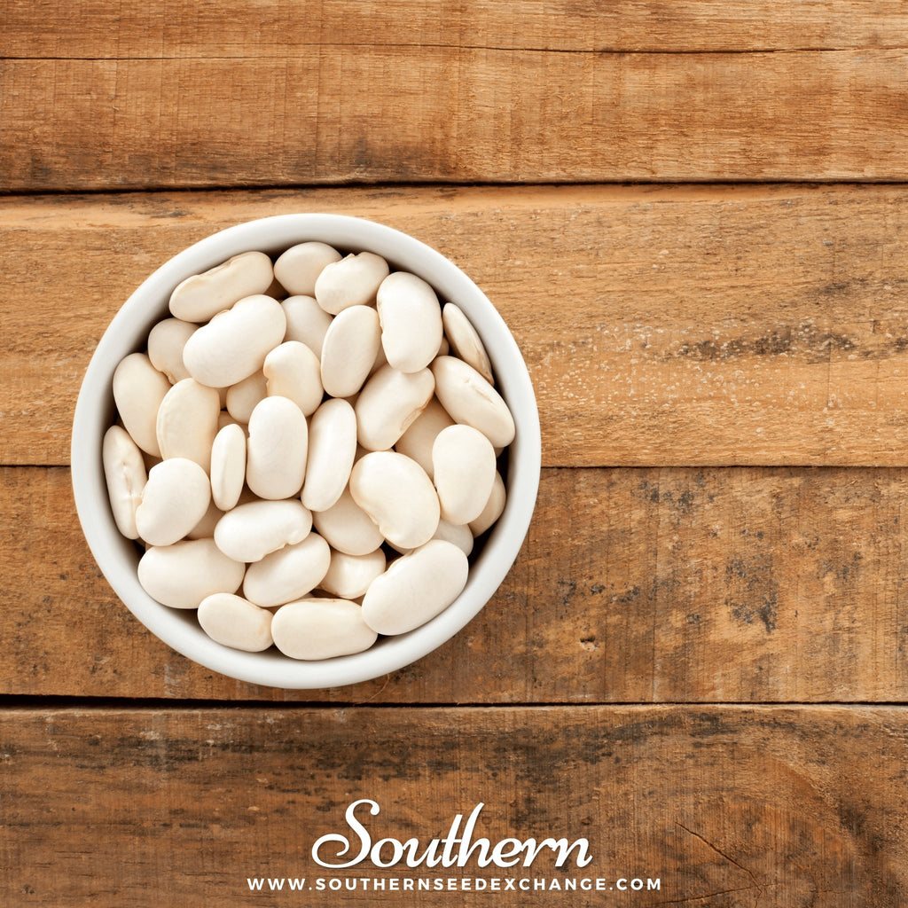 Southern Seed Exchange Bean, Lima, Henderson (Phaseolus lunatus) - 15 Seeds