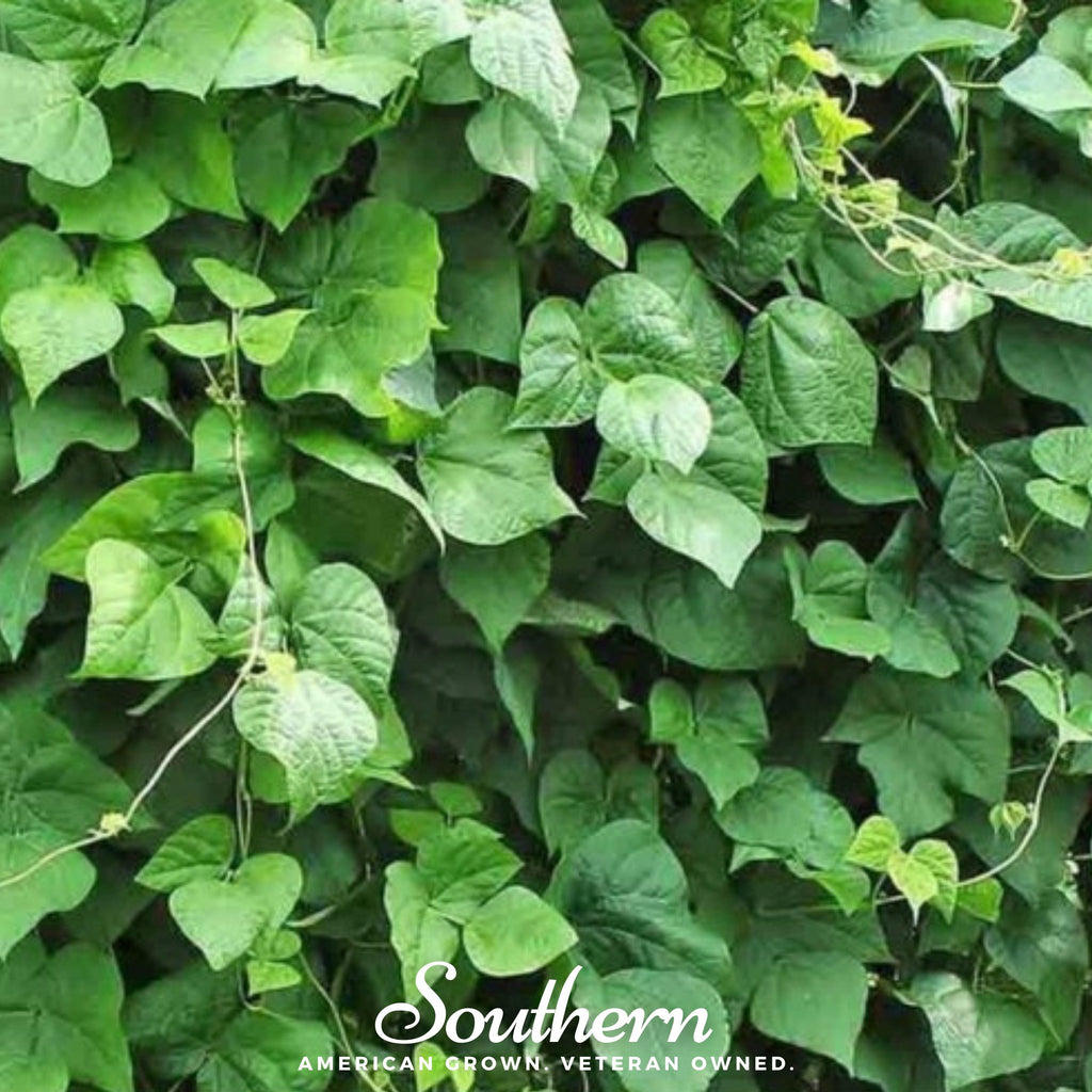 Bean, Lima, King of the Garden (Phaseolus lunatus) - 15 Seeds - Southern Seed Exchange