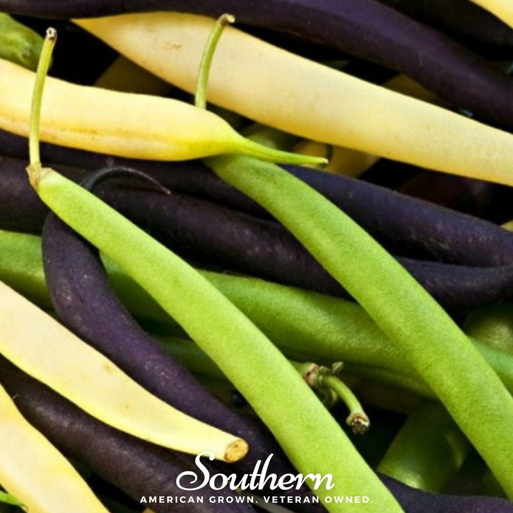 Bean, Multicolored Mix (Phaseolus lunatus) - 30 Seeds - Southern Seed Exchange
