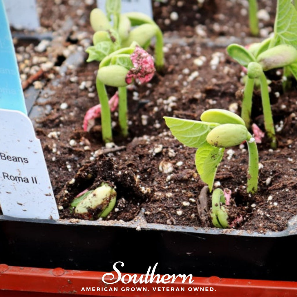 Bean, Roma II (Phaseolus vulgaris) - 30 Seeds - Southern Seed Exchange