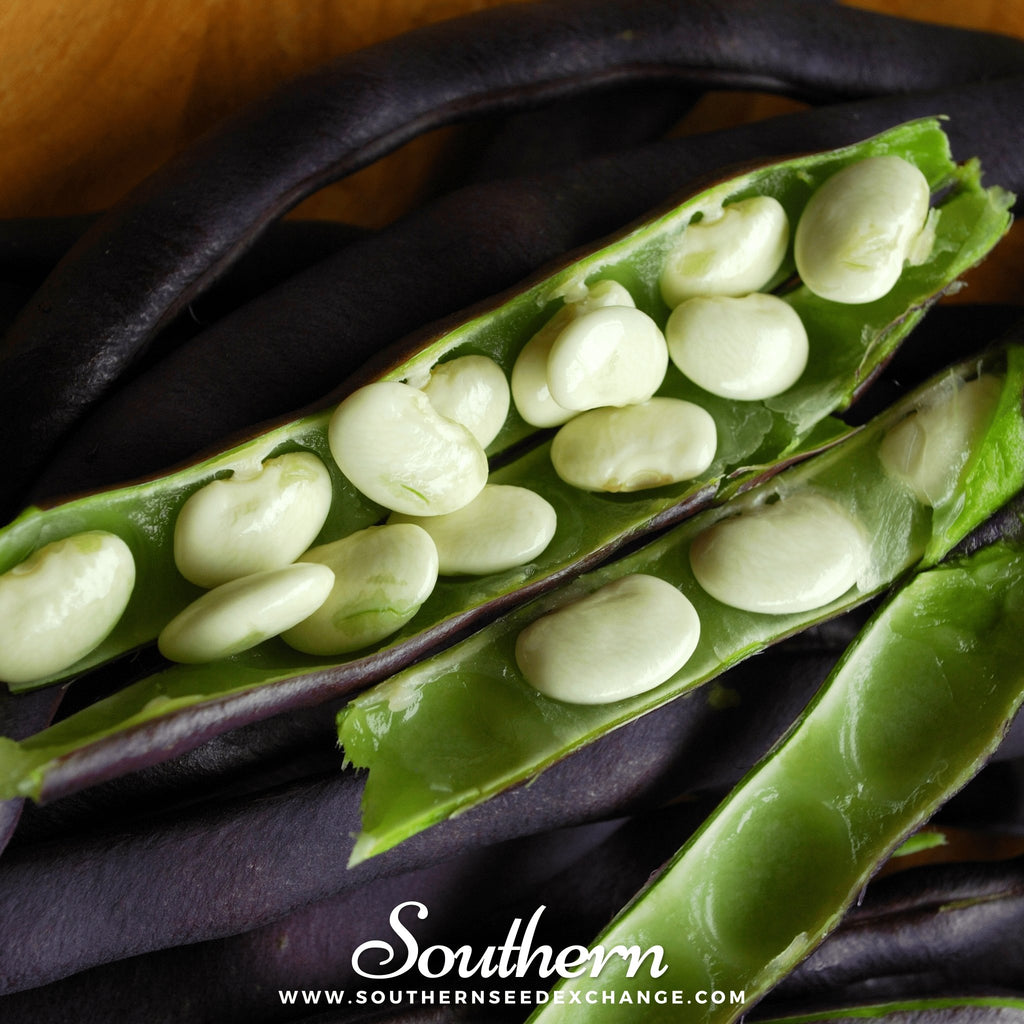 Southern Seed Exchange Beans, Bush, Royal Burgundy (Phaseolus vulgaris) - 50 Seeds