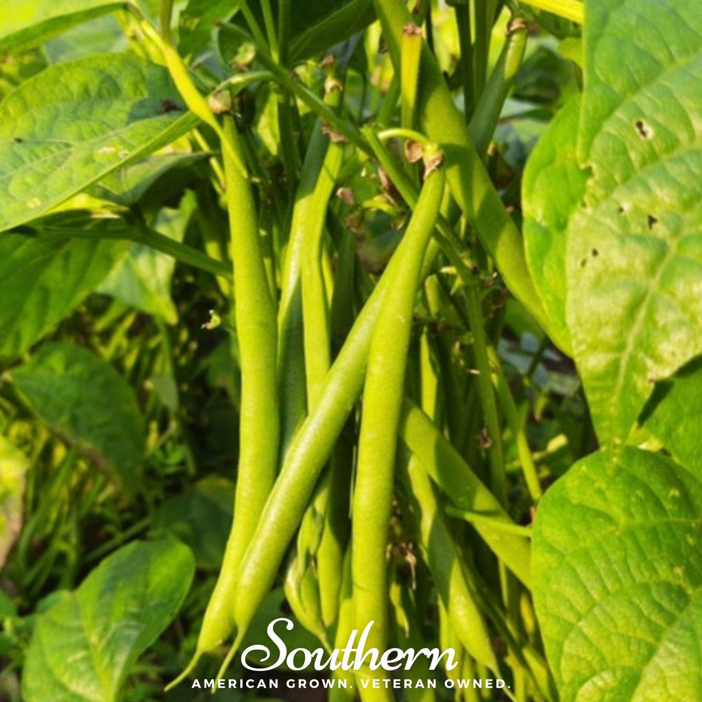 Bean, Topcrop (Phaseolus vulgaris) - 50 Seeds - Southern Seed Exchange