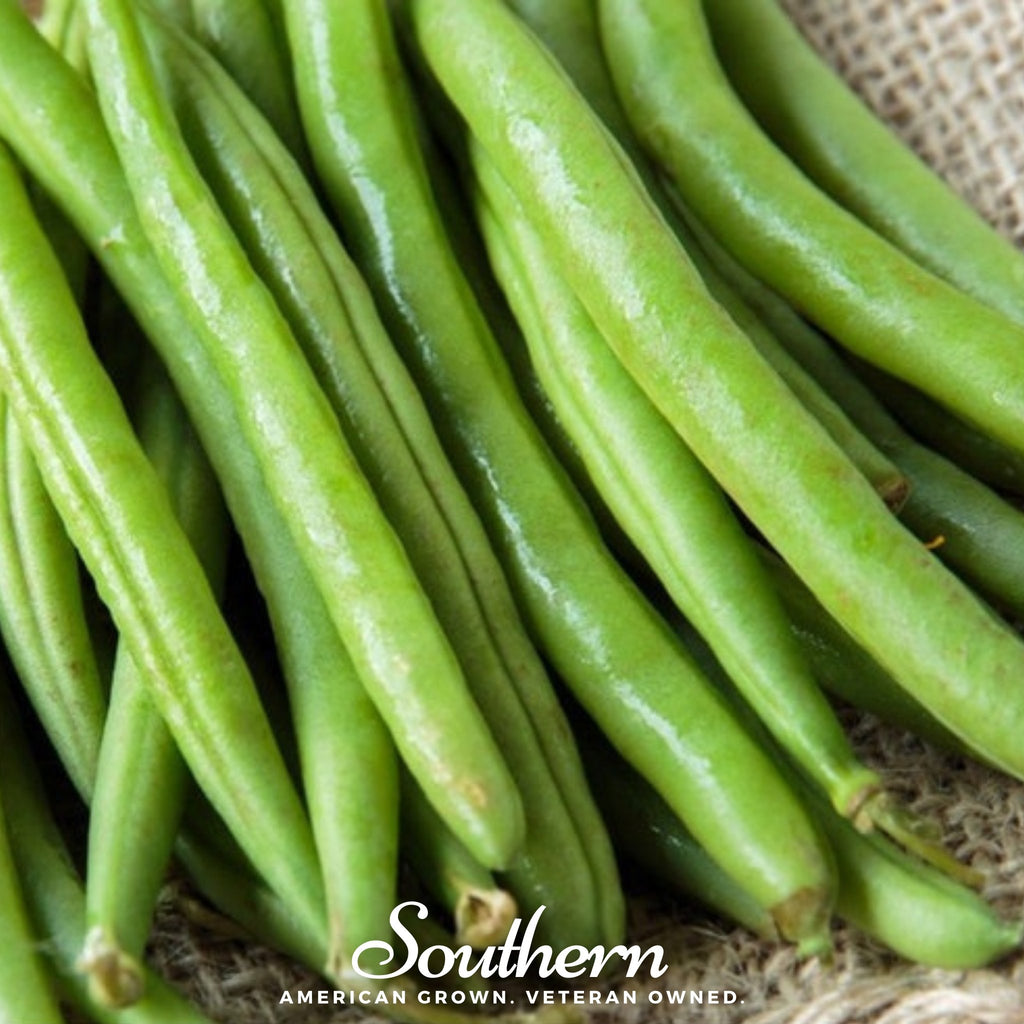 Bean, Topcrop (Phaseolus vulgaris) - 50 Seeds - Southern Seed Exchange