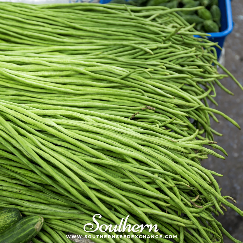 Southern Seed Exchange Bean, Green Yard Long (Vigna unguiculata) - 15 Seeds