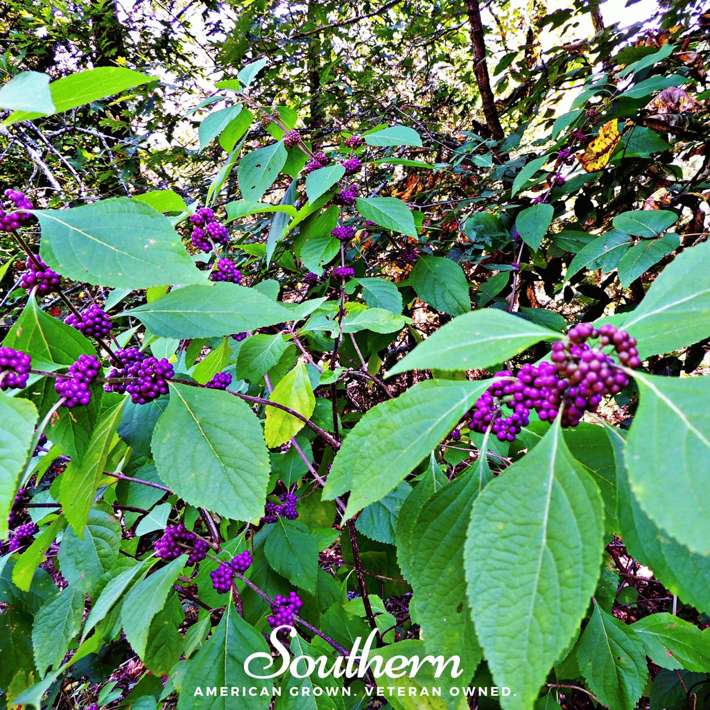 Beautyberry, American (Callicarpa americana) - 30 Seeds - Southern Seed Exchange