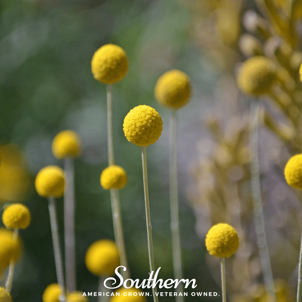 Billy Buttons - Drumsticks (Craspedia globosa) - 50 Seeds - Southern Seed Exchange