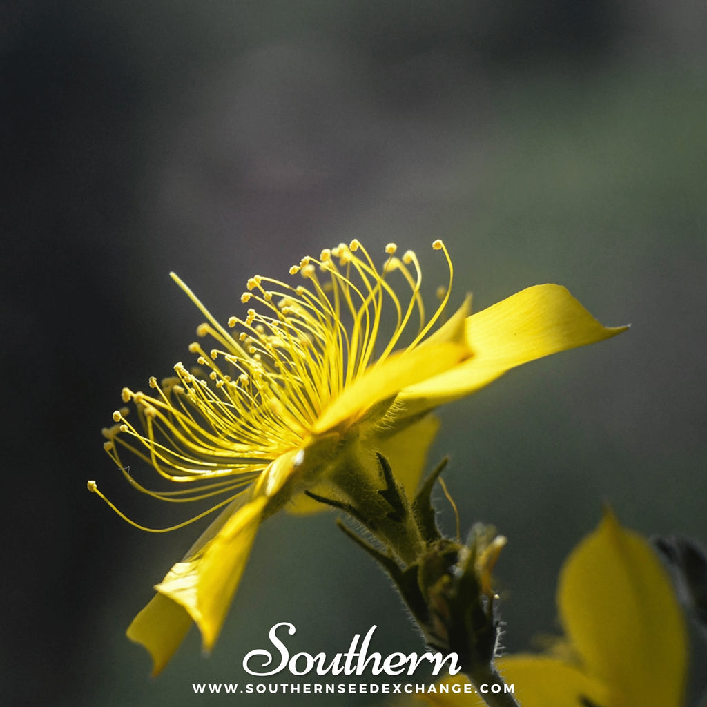 Southern Seed Exchange Blazing Star, Yellow (Mentzelia lindleyi) - 50 Seeds