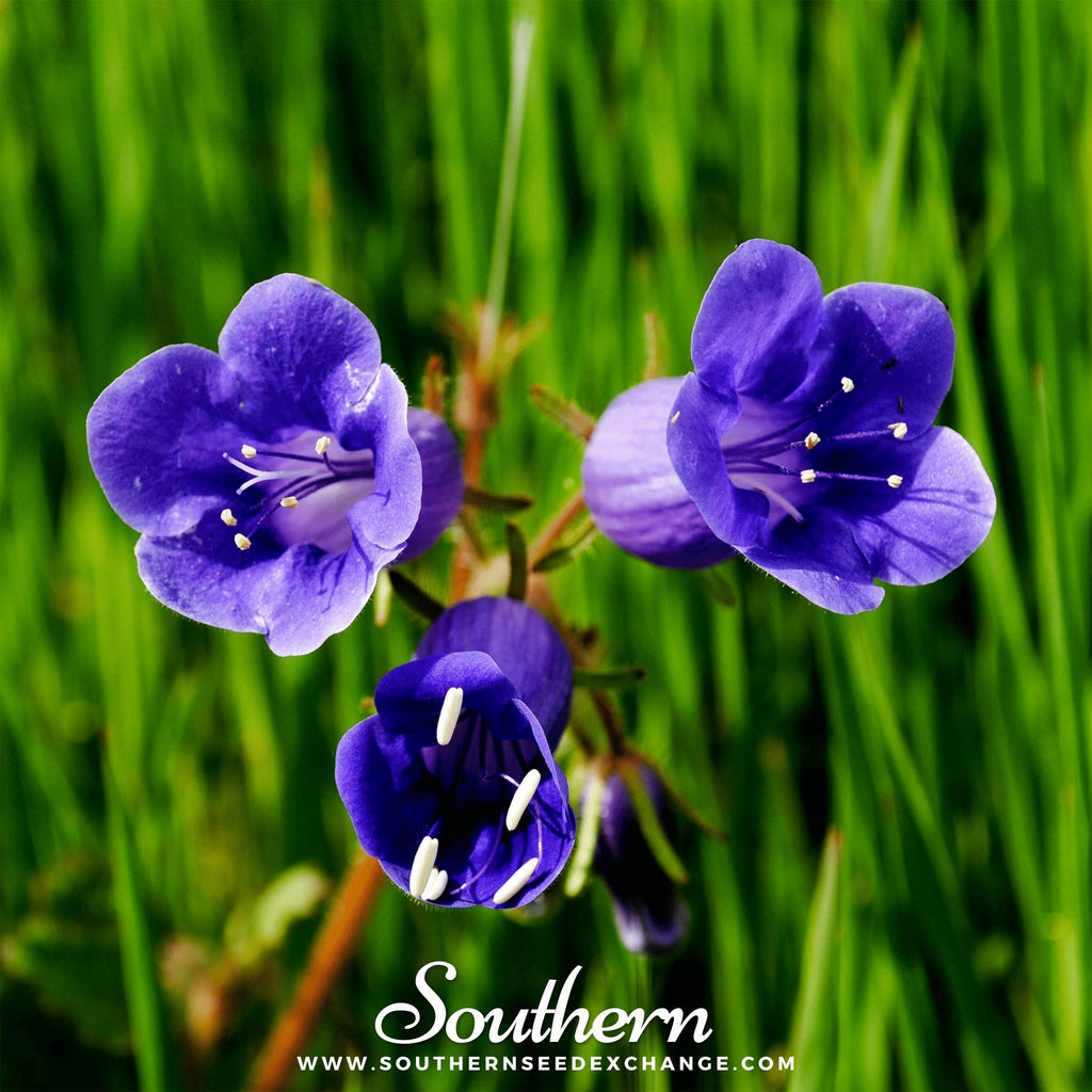 Southern Seed Exchange Bluebell, California (Phacelia campanularia) - 500 Seeds