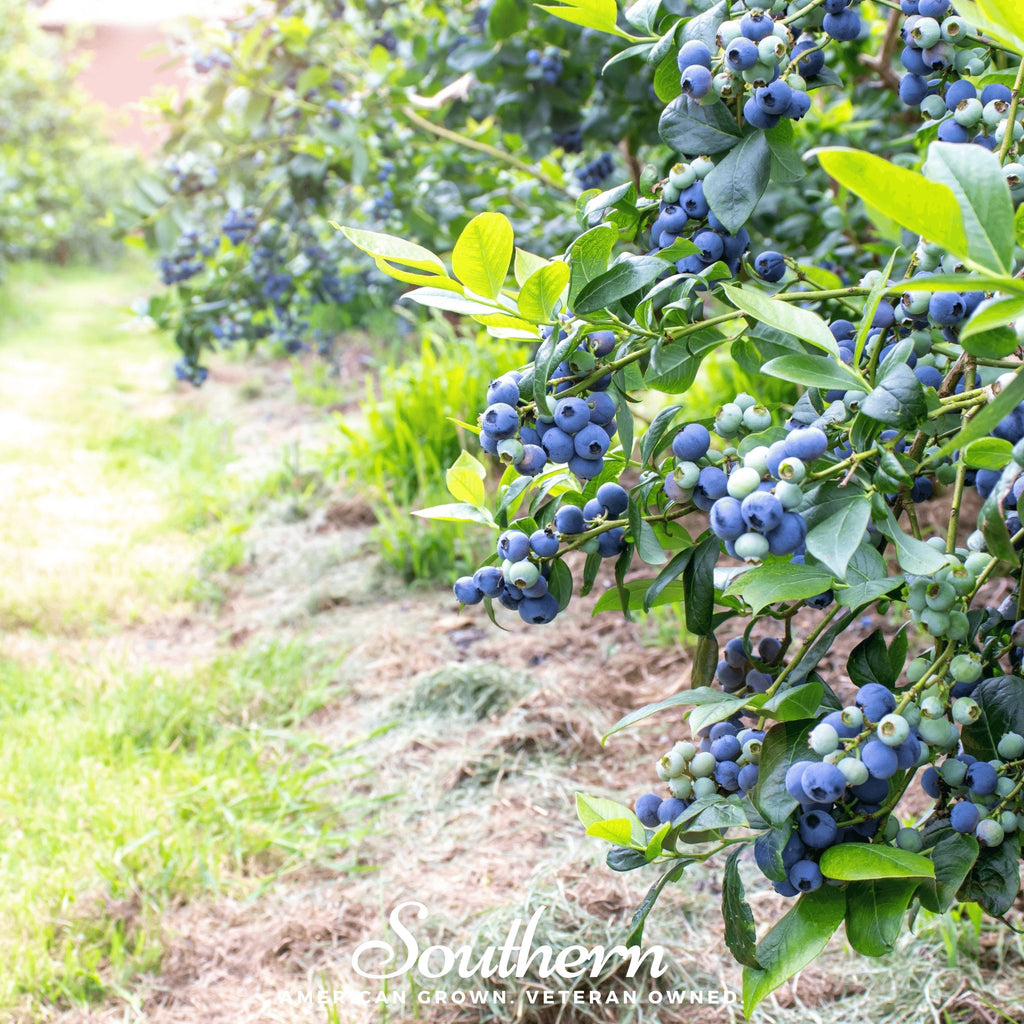 Blueberry, Northern Highbush (Vaccinium corymbosum) - 50 Seeds - Southern Seed Exchange