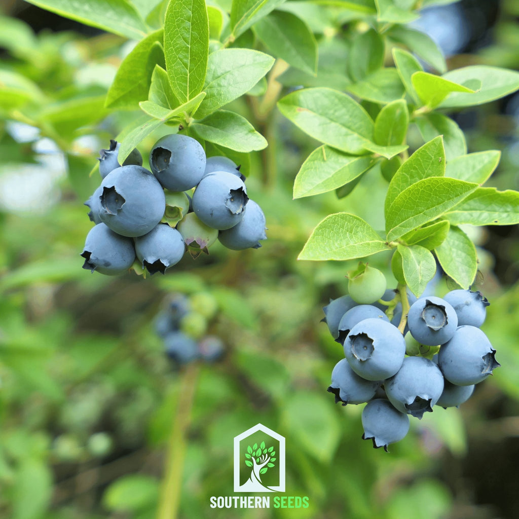 Blueberry, Southern Highbush (Vaccinium corymbosum) - 50 Seeds - Southern Seed Exchange