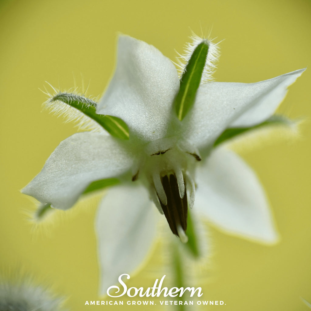 Borage, White (Borago officinalis bianca) - 50 Seeeds - Southern Seed Exchange