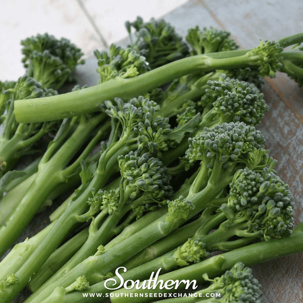 Southern Seed Exchange Broccoli, Green Sprouting Calabrese (Brassica oleracea) - 100 Seeds