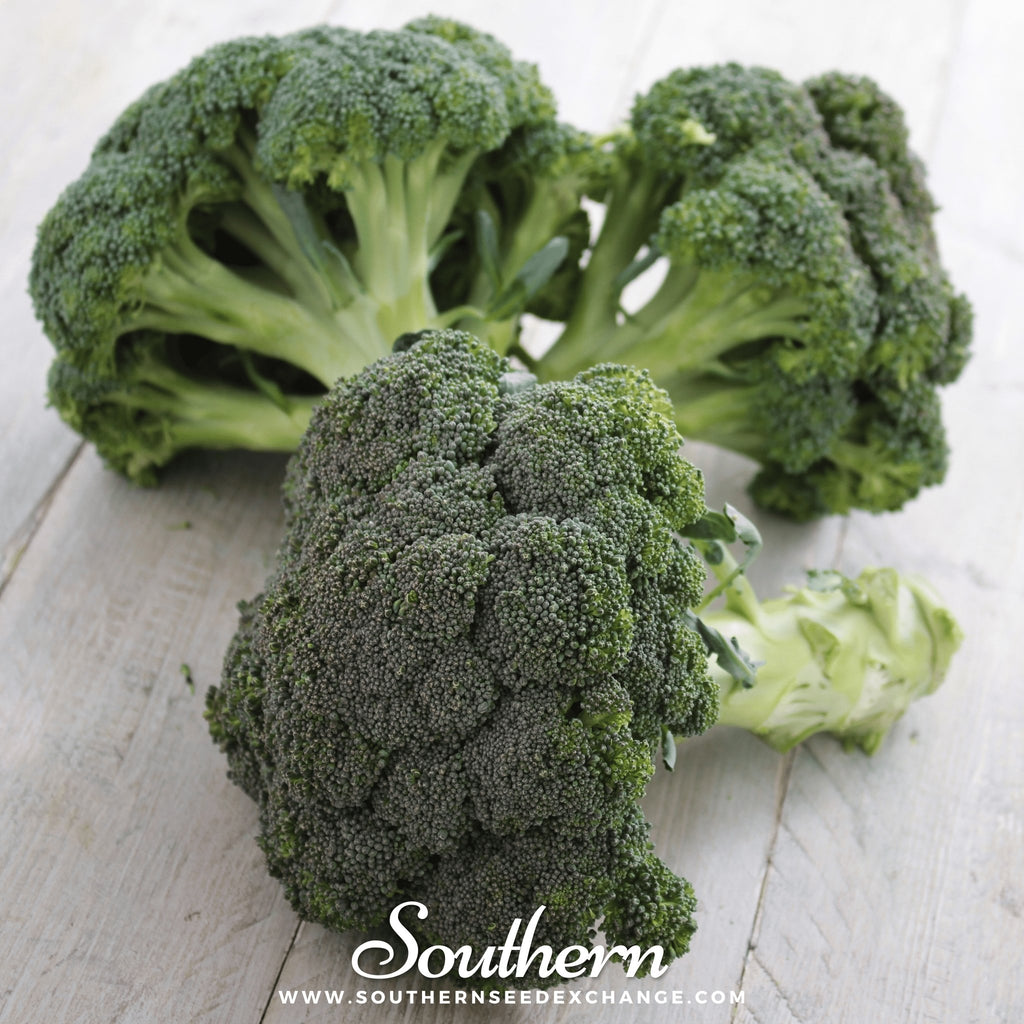 Southern Seed Exchange Broccoli, Green Sprouting Calabrese (Brassica oleracea) - 100 Seeds