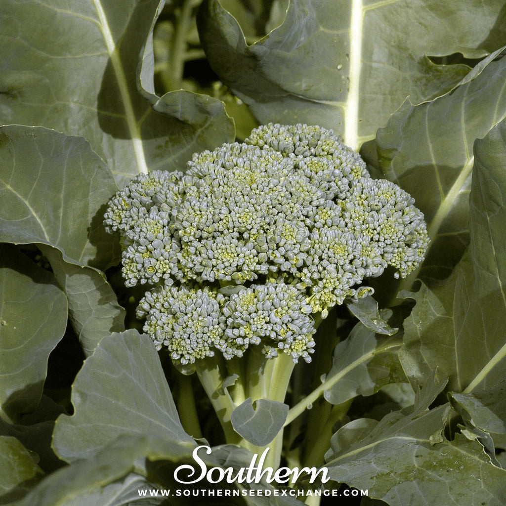 Southern Seed Exchange Broccoli, Di Cicco (Brassica oleracea) - 200 Seeds